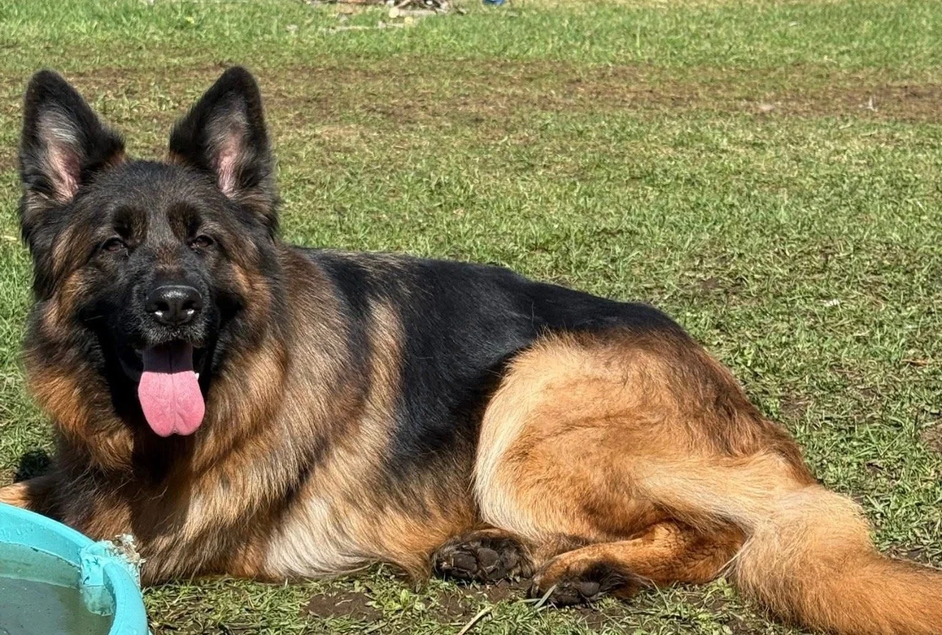 A German Shepherd dog lying on green grass outdoors with tongue out, next to a blue water bowl.