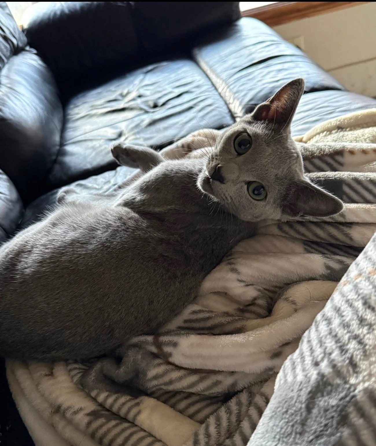 A gray cat lying on a zebra-striped blanket on a bed, looking at the camera with big eyes.