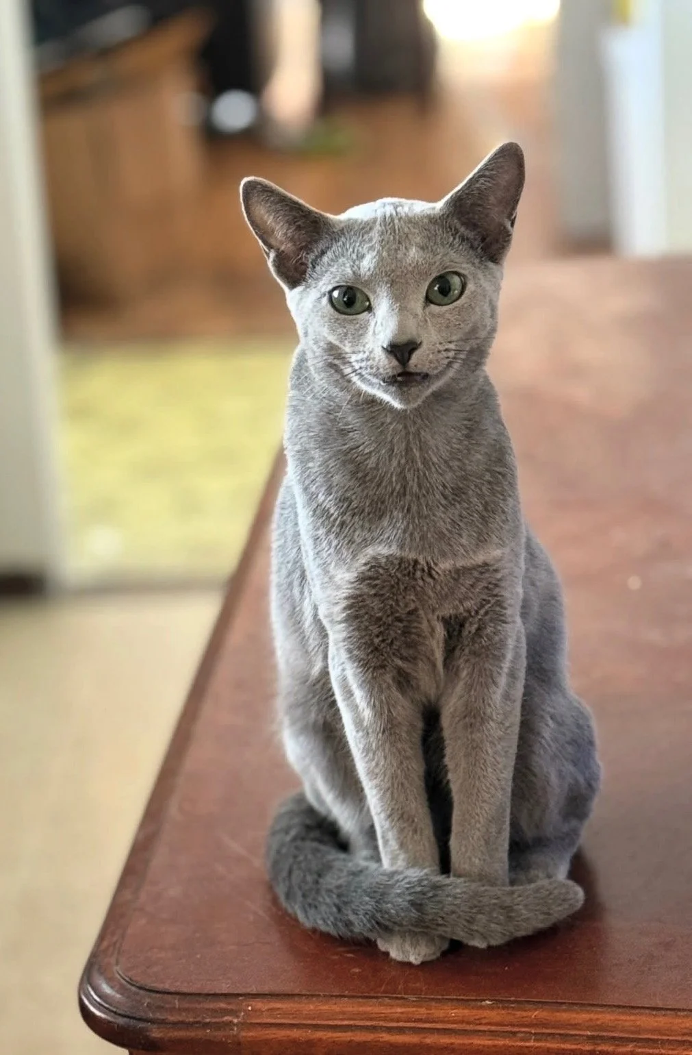 Gray cat with green eyes sitting on a wooden table.