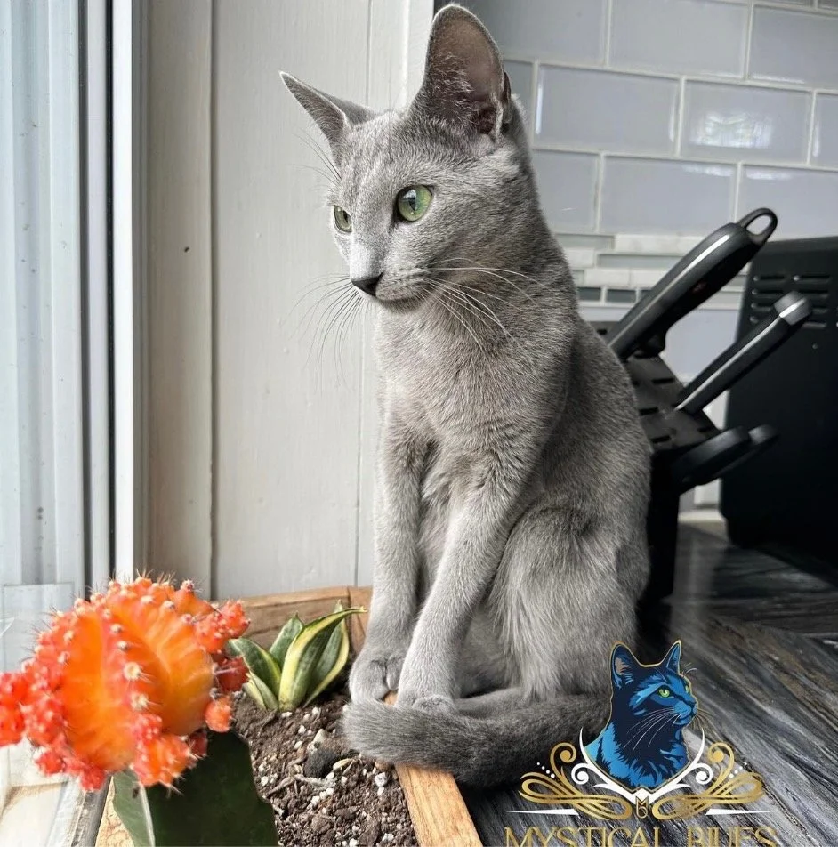 Blue Fantasy Uslada aka Cinder