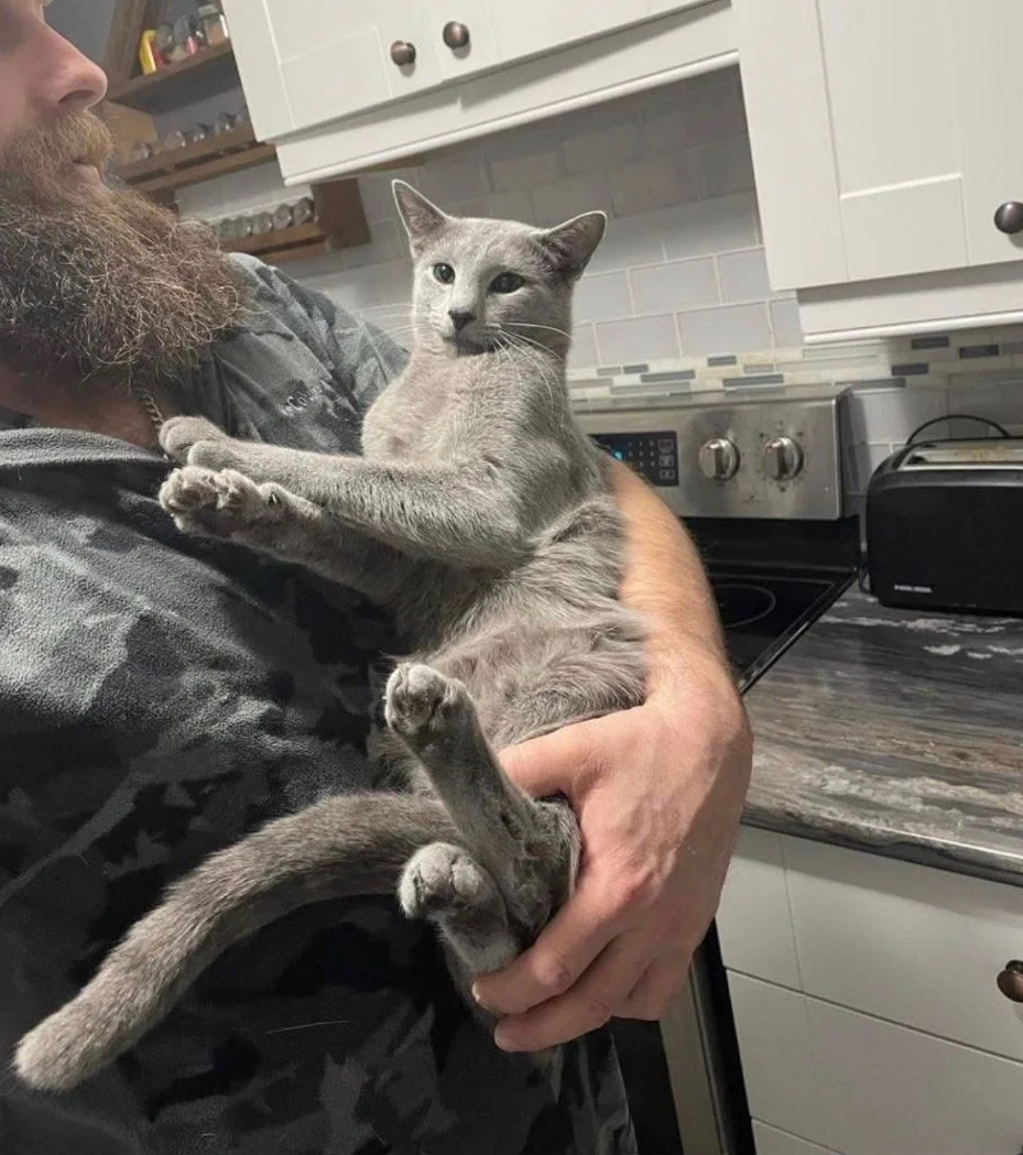 A man with a beard holding a gray cat in a kitchen. The background shows white cabinets, a stove, and a toaster.