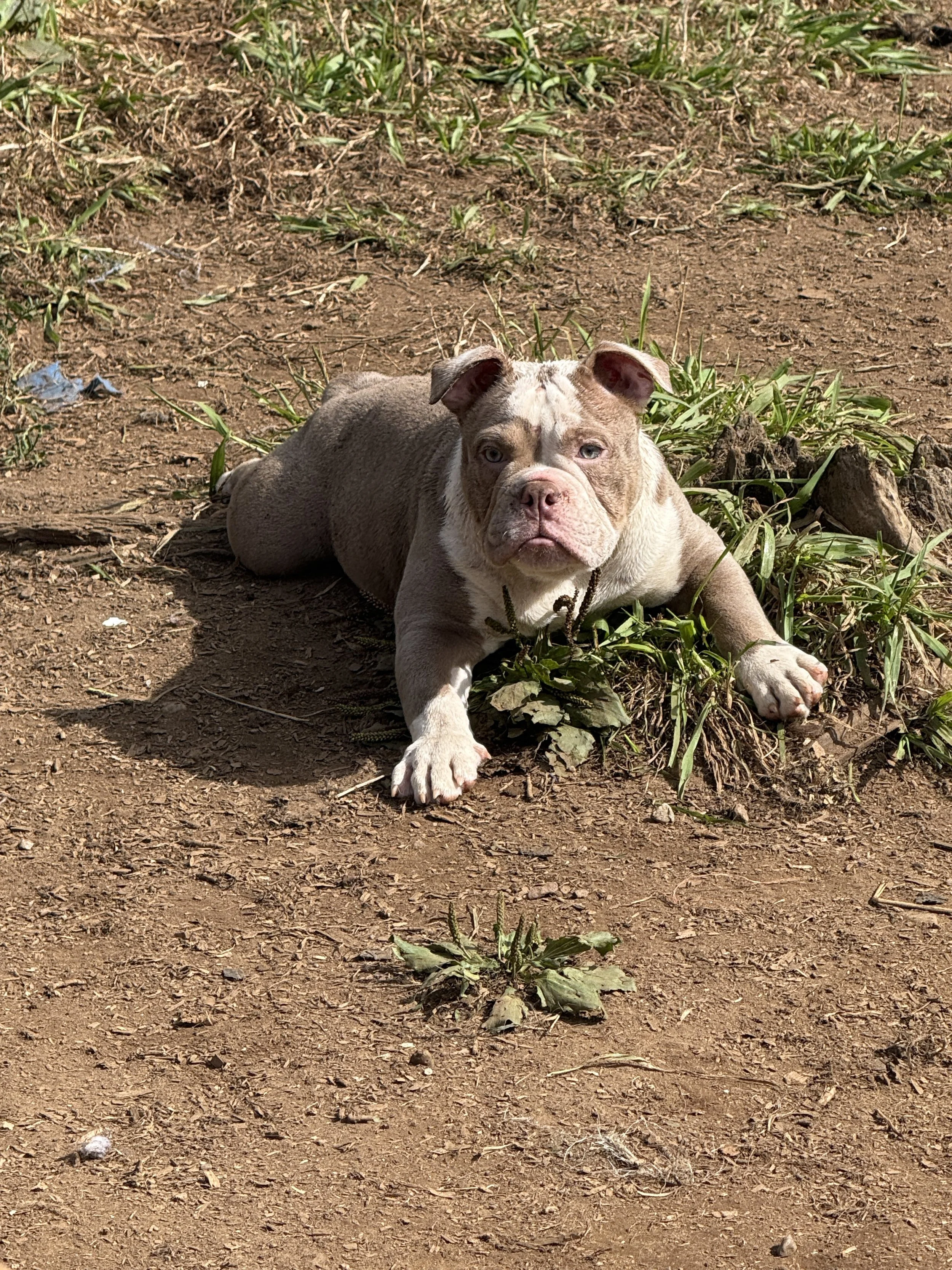 ACTB's Archie