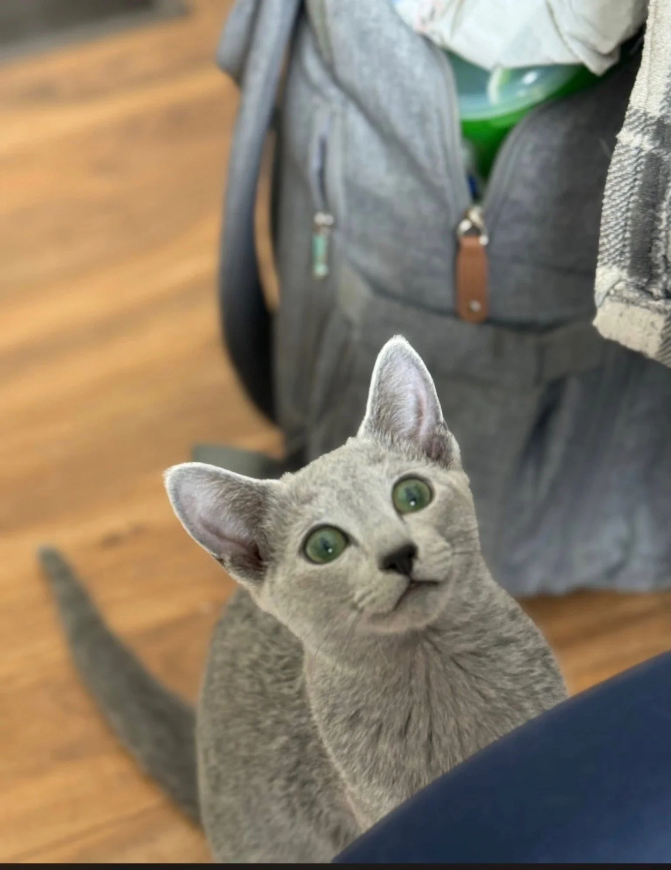 Gray kitten looking up with green eyes, standing on a wooden floor near a person wearing dark pants, with a gray backpack and a bag with patterned fabric in the background.