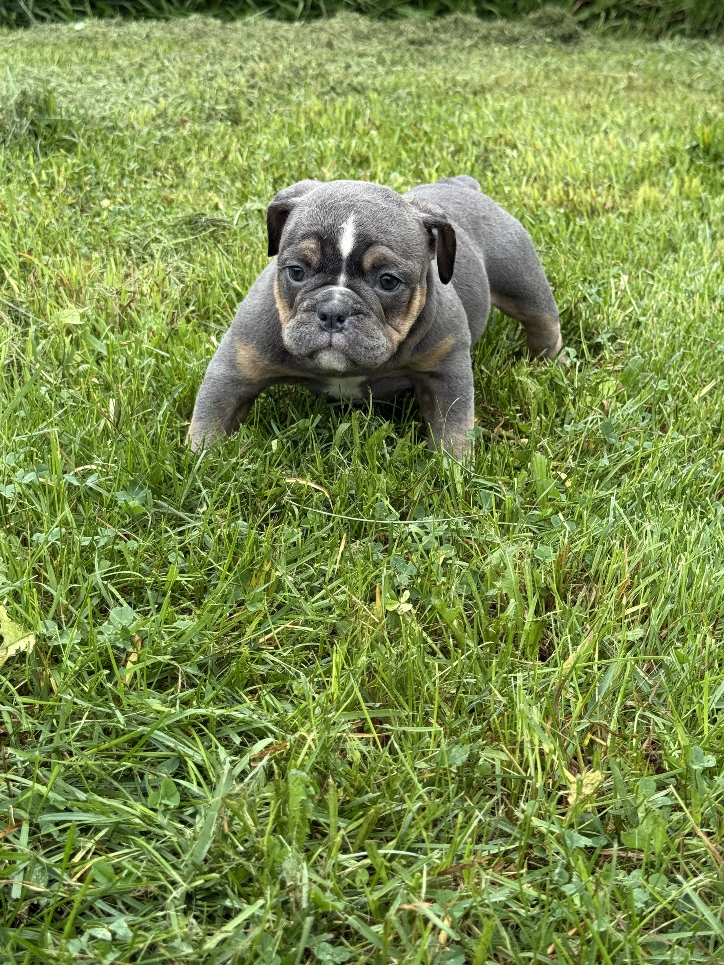 HOG Maisy