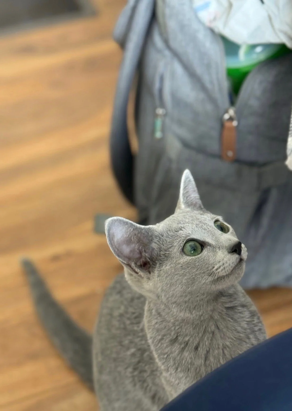 A gray kitten with green eyes looking up. There is a gray bag and a person sitting nearby on a wooden floor.