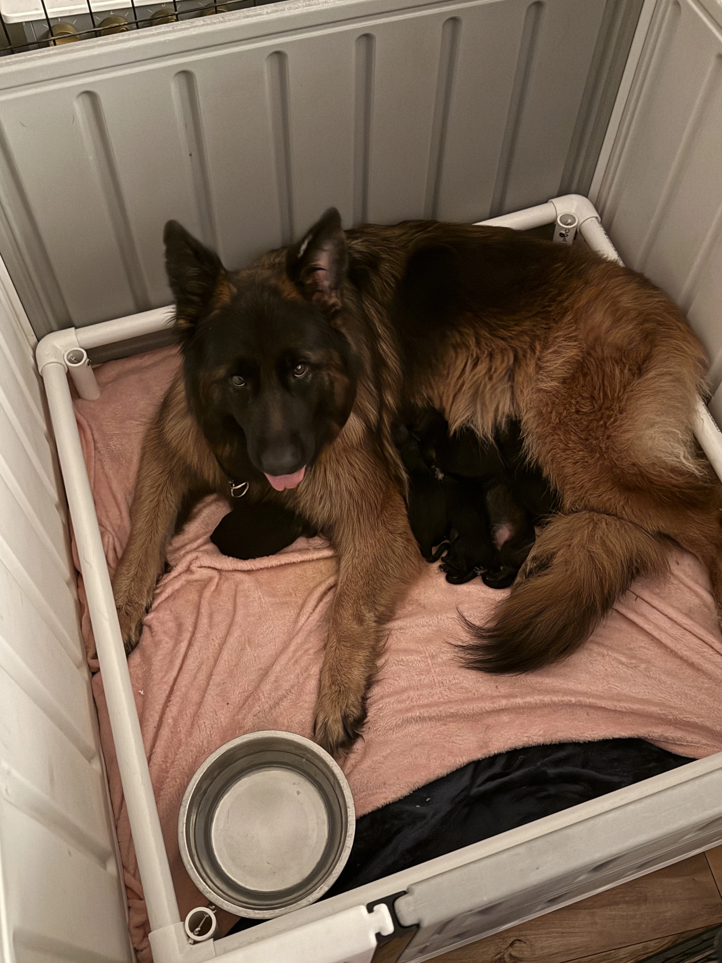Koda's Litter