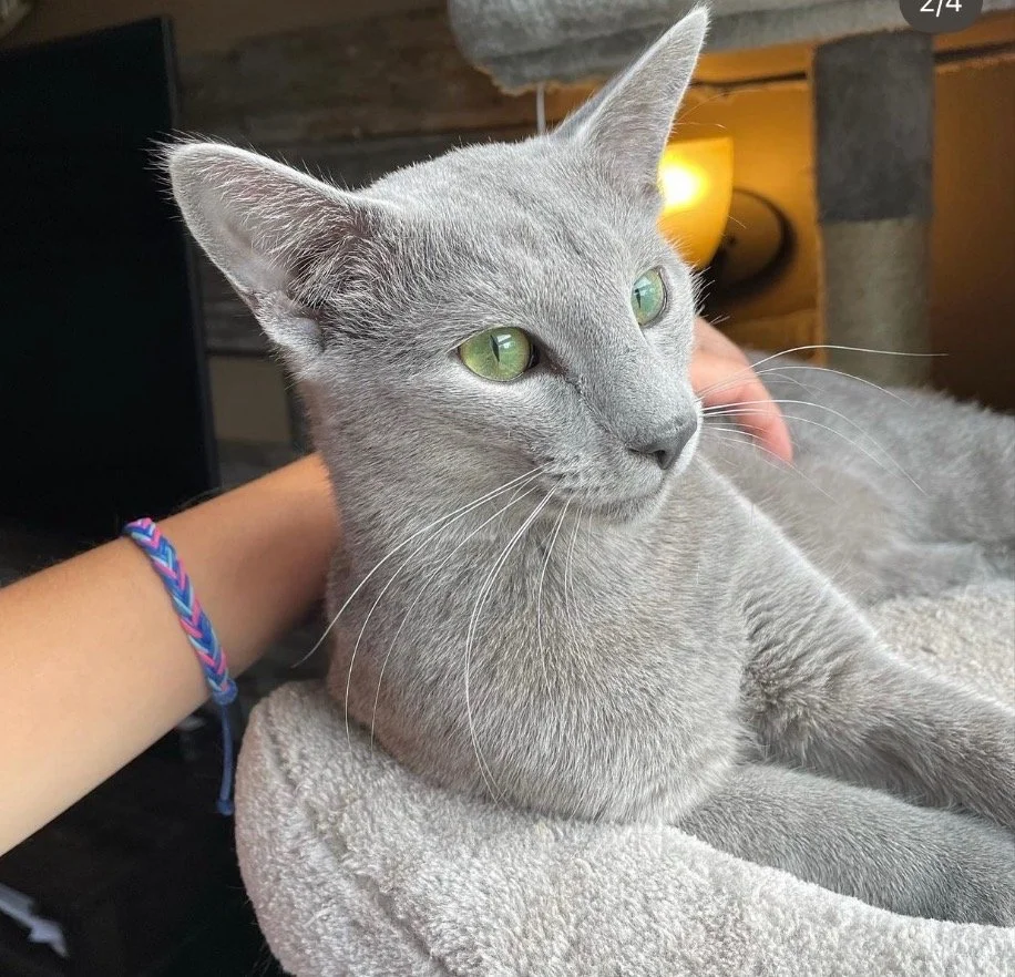 O'MMAM BLUE CATTLEYA*PL AKA WINSTON