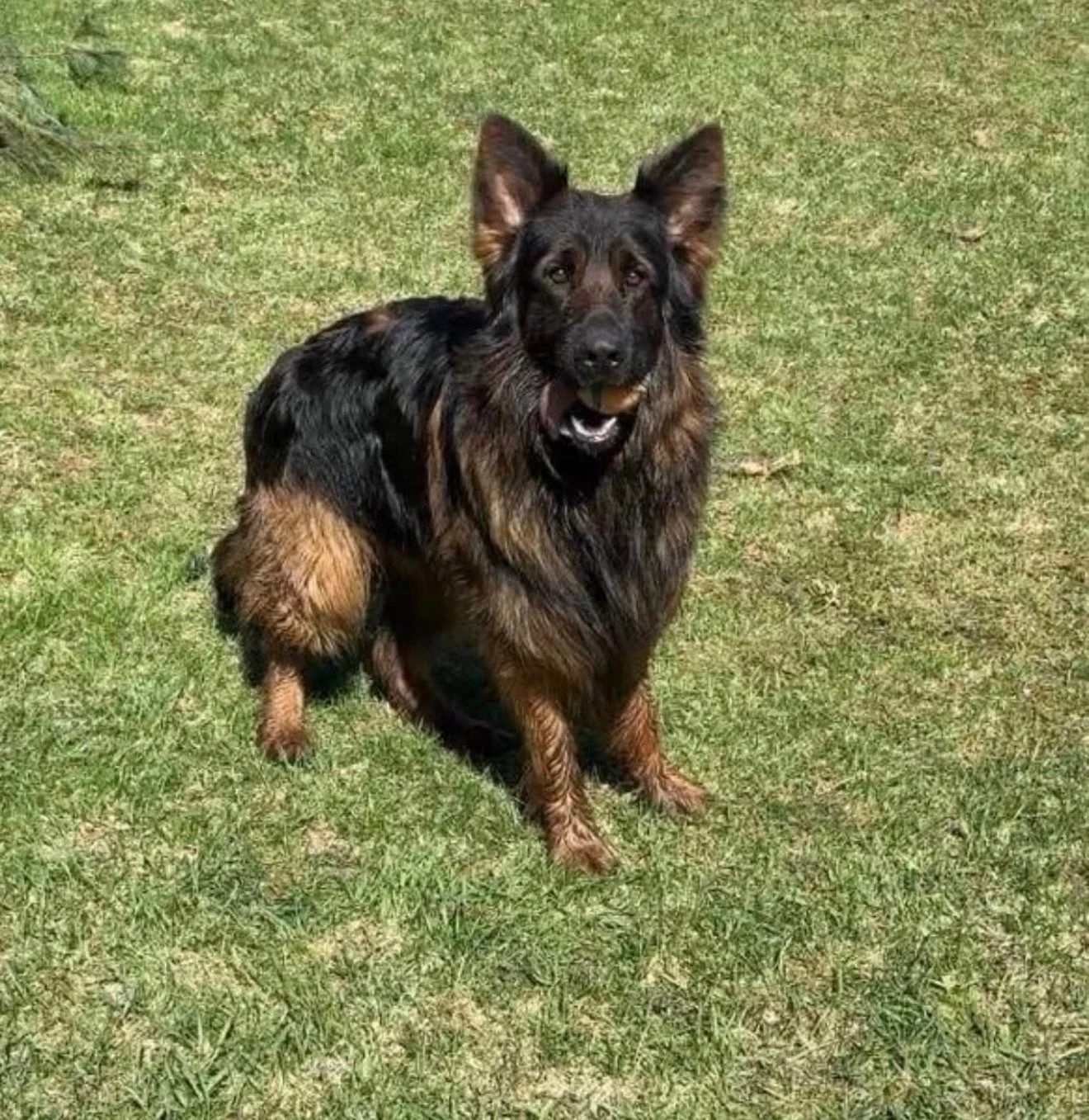 Scaptian vom Vashaus  Aka Kilo