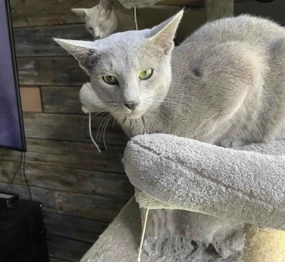 A gray cat with green eyes lying on a soft, light gray cat tree platform. A second gray tabby cat is partially visible in the background, looking away.