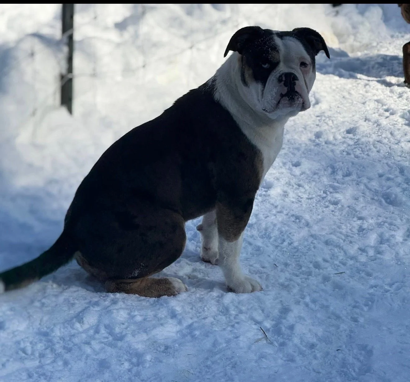 A large dog, possibly a breed of bulldog or pit bull, sitting on snow-covered ground, facing sideways but looking towards the camera, with one eye dark and the other blue, in an outdoor winter setting.