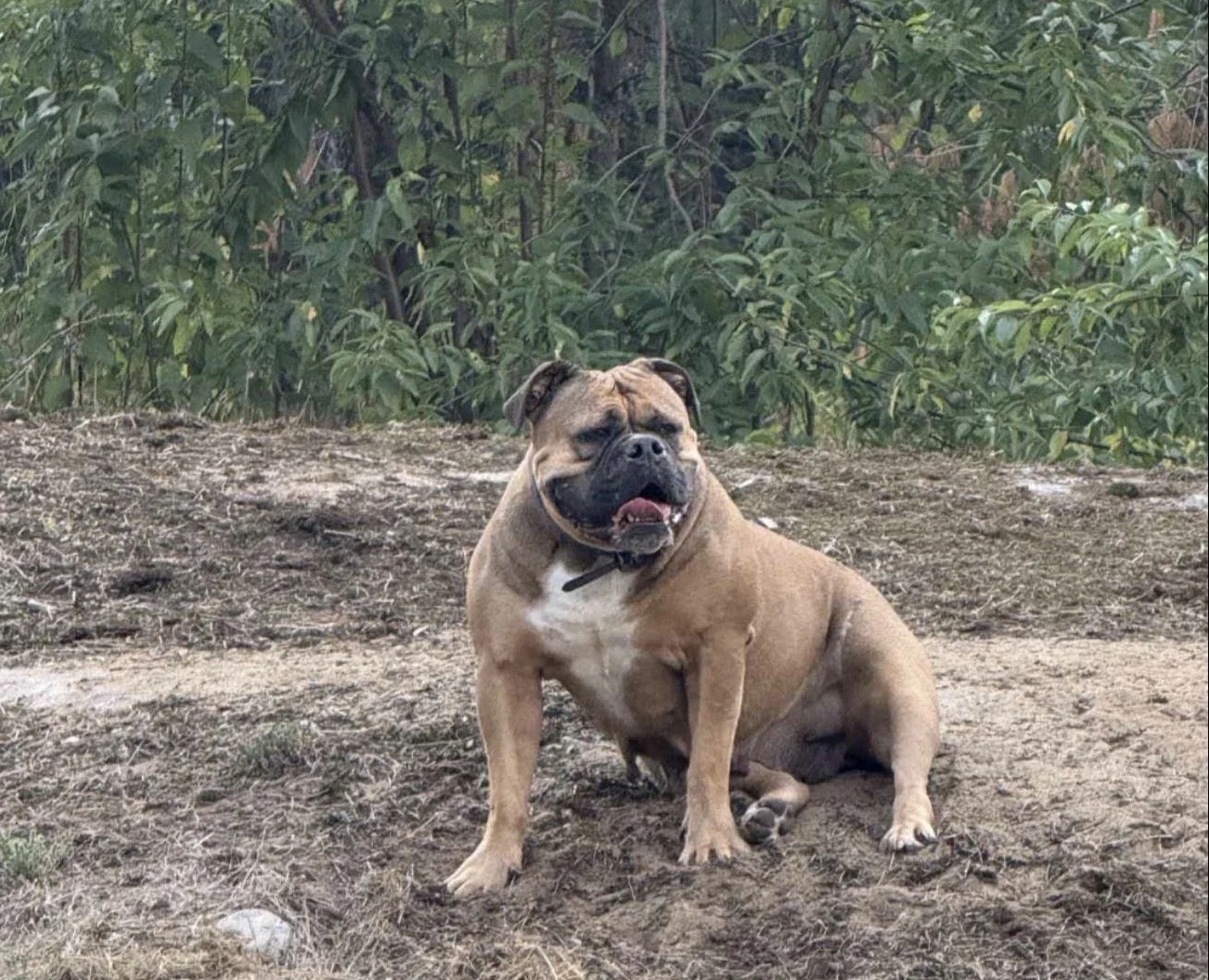 BR. B W BULLDOGS' HARLEY AKA POTATO