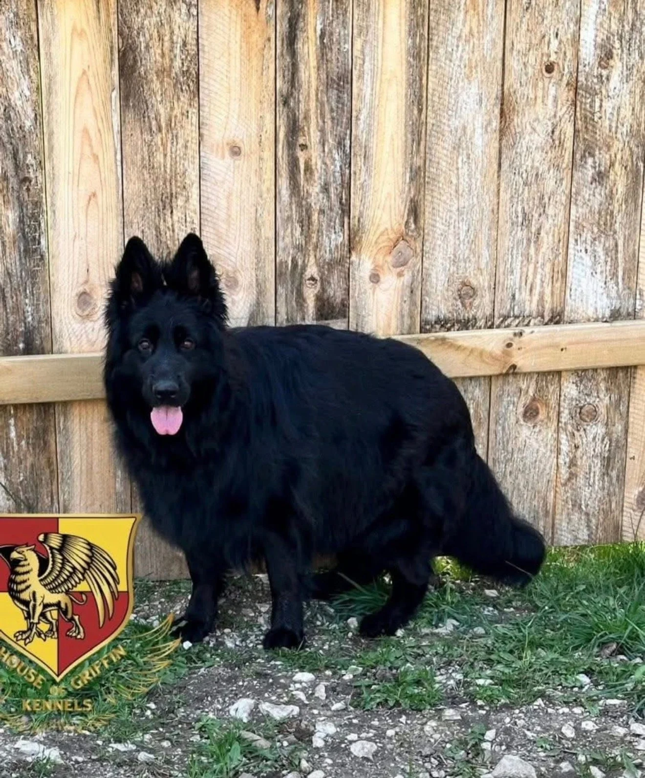 Athena x Loki Offspring