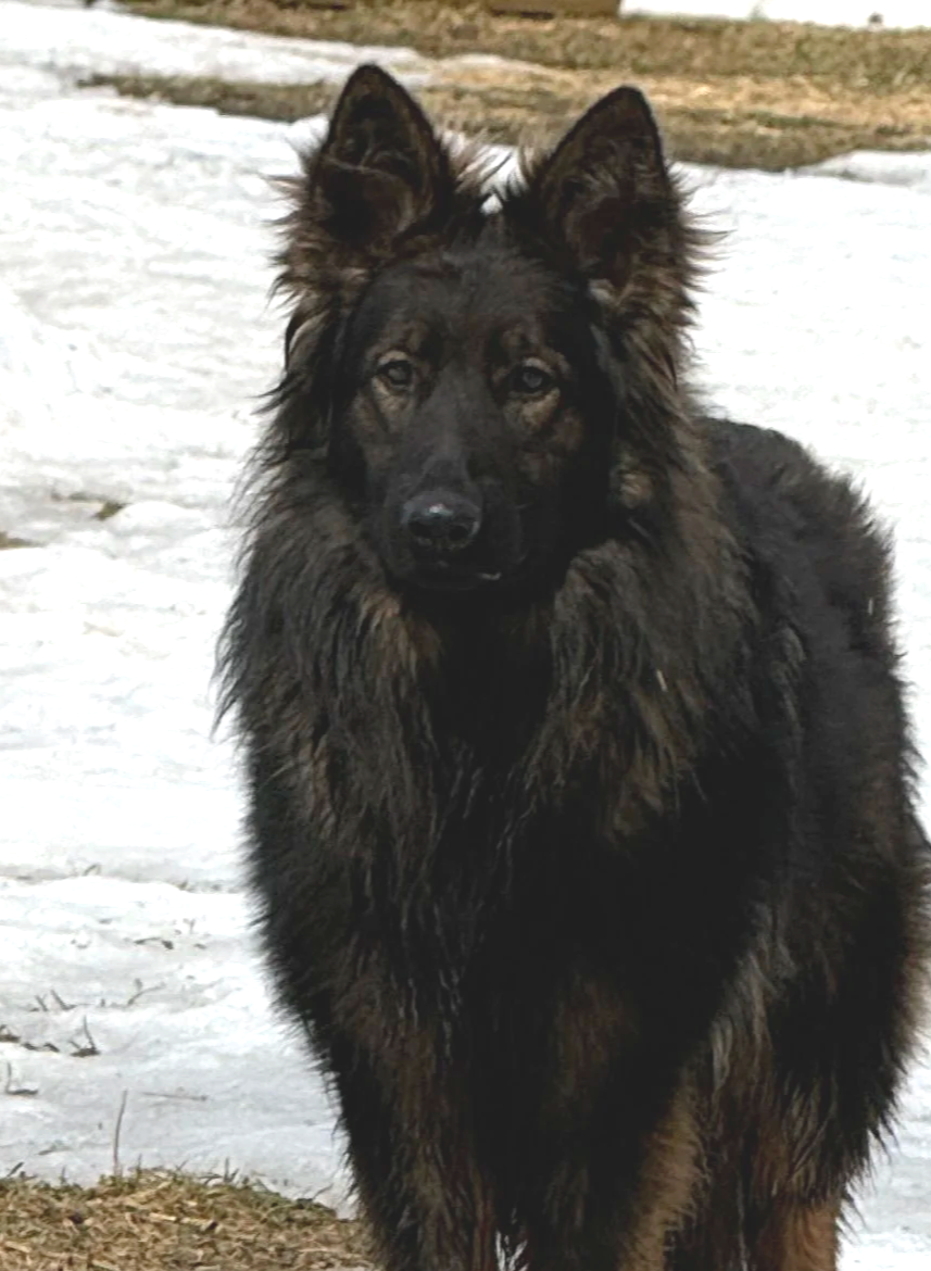 Apollo vom Sea Knight