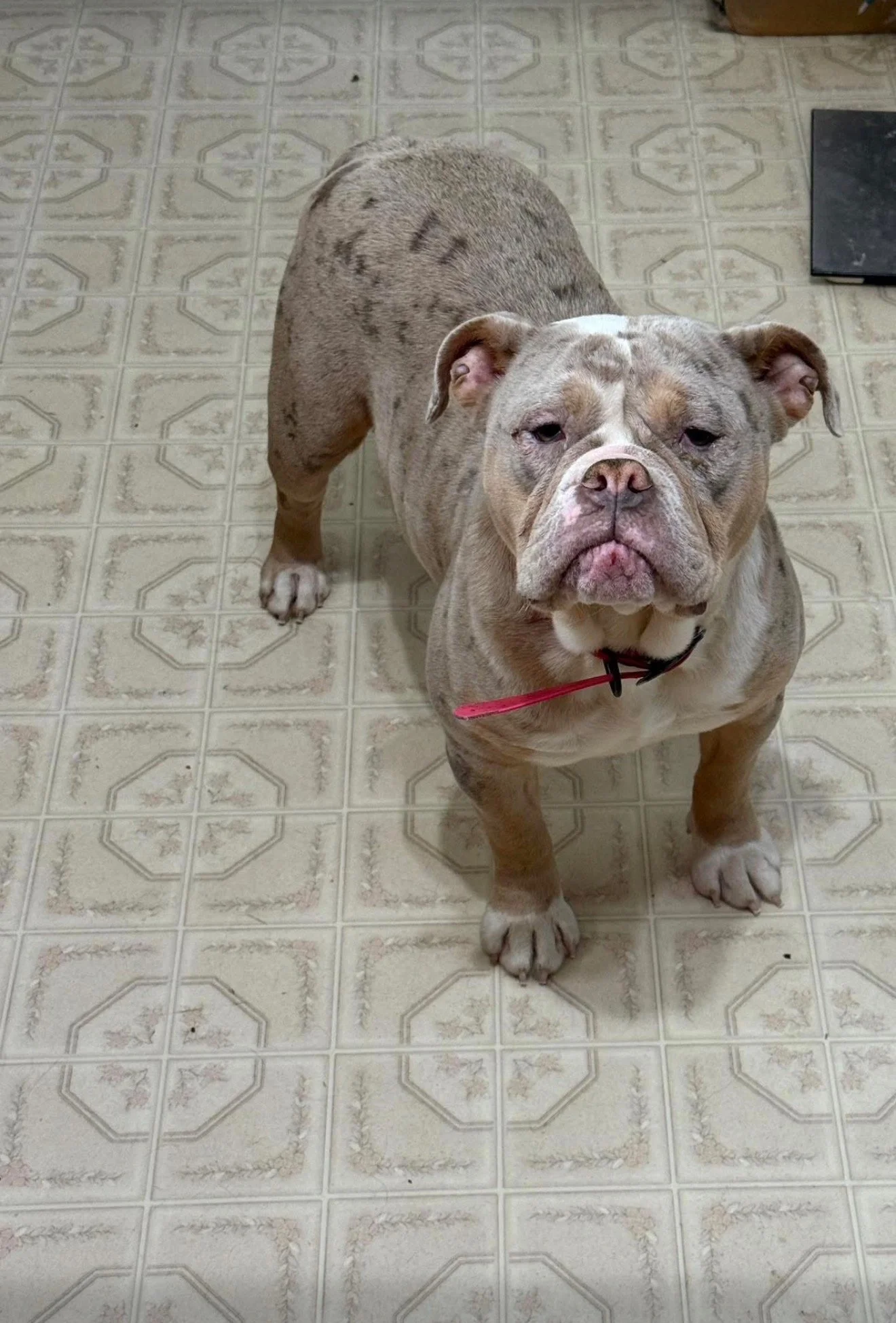 A light-colored bulldog standing on a patterned tile floor, looking up at the camera with a serious expression, wearing a collar with a red leash attached.