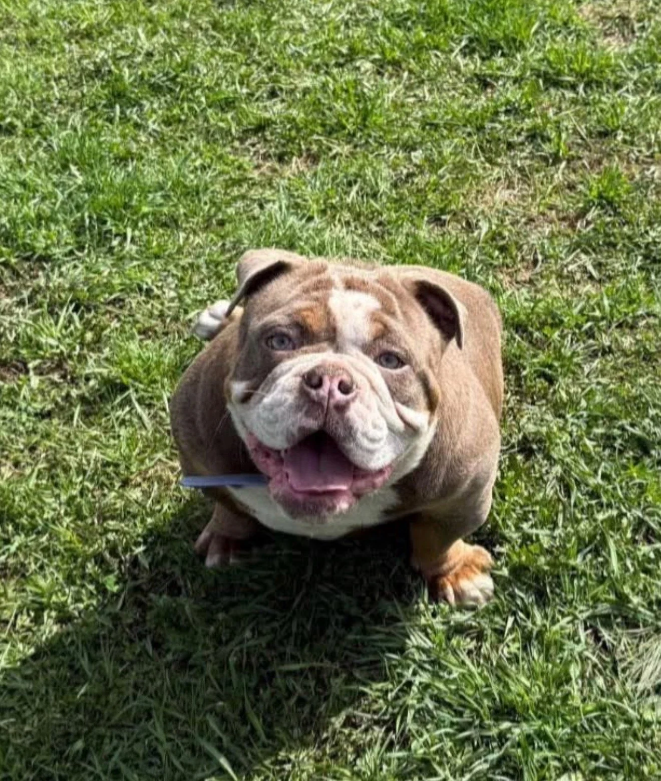 A happy, smiling bulldog sitting on green grass in sunlight.