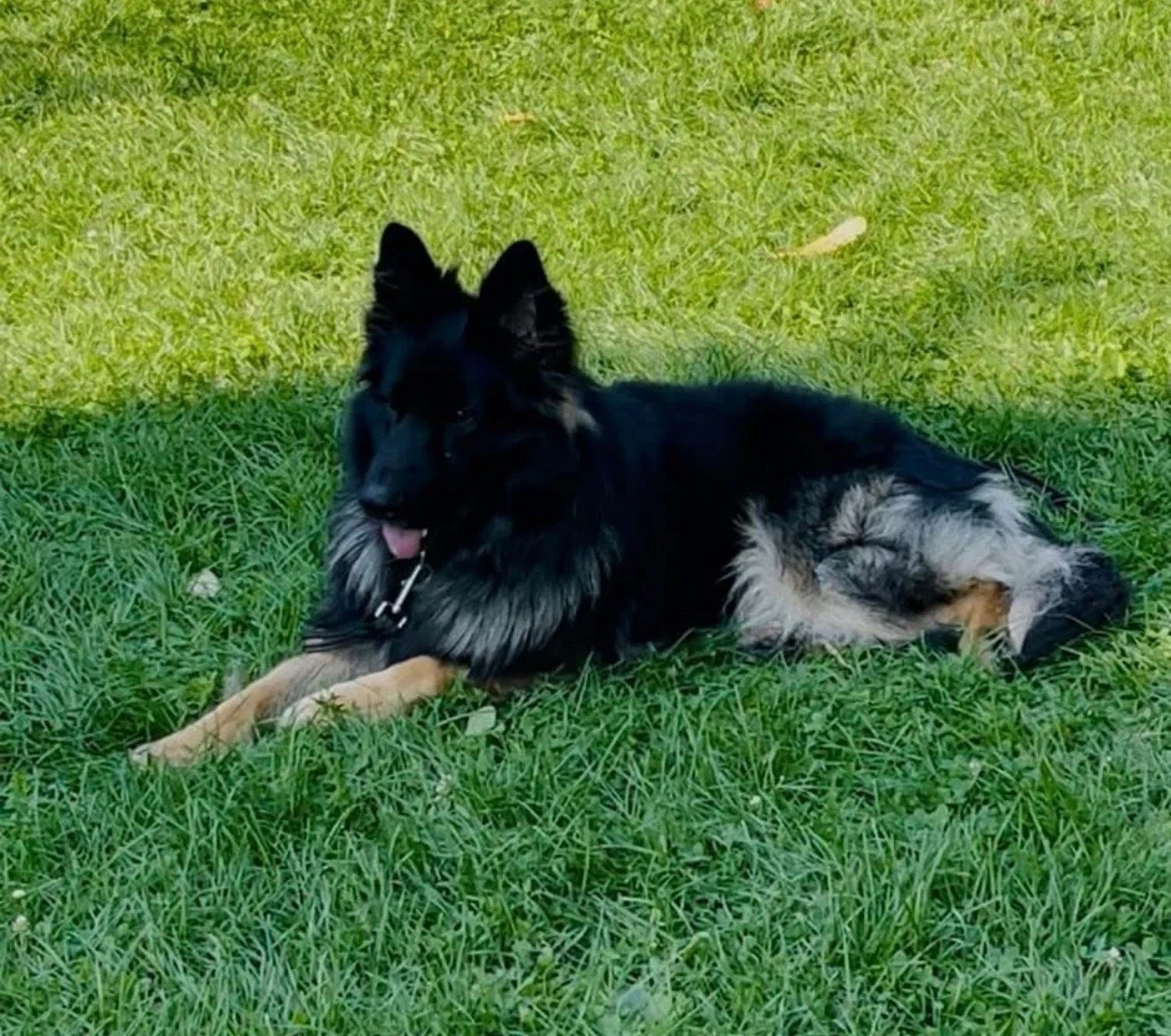 A black and tan German Shepherd dog lying on green grass outdoors.