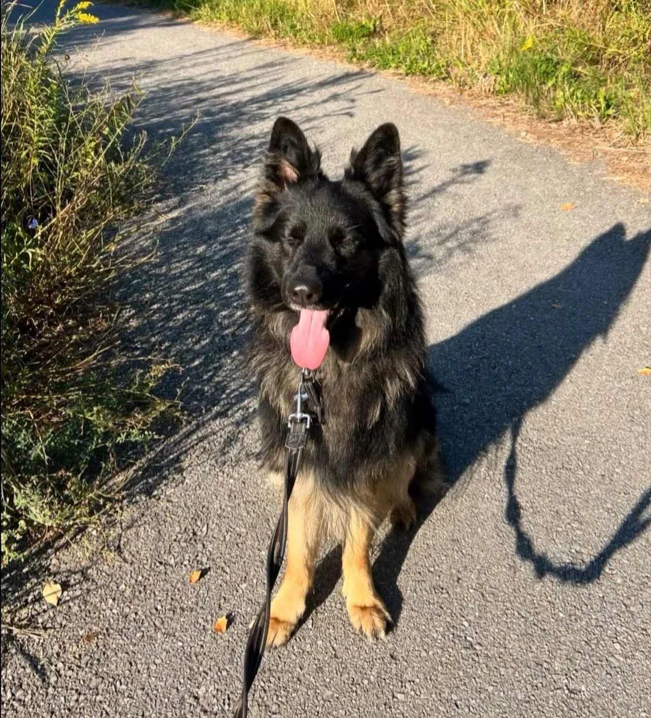 A black and tan dog, resembling a German Shepherd, is sitting on a gravel path with its tongue out. It has erect ears and is on a leash. There is greenery on the sides of the path and the shadow of the dog is cast on the ground.