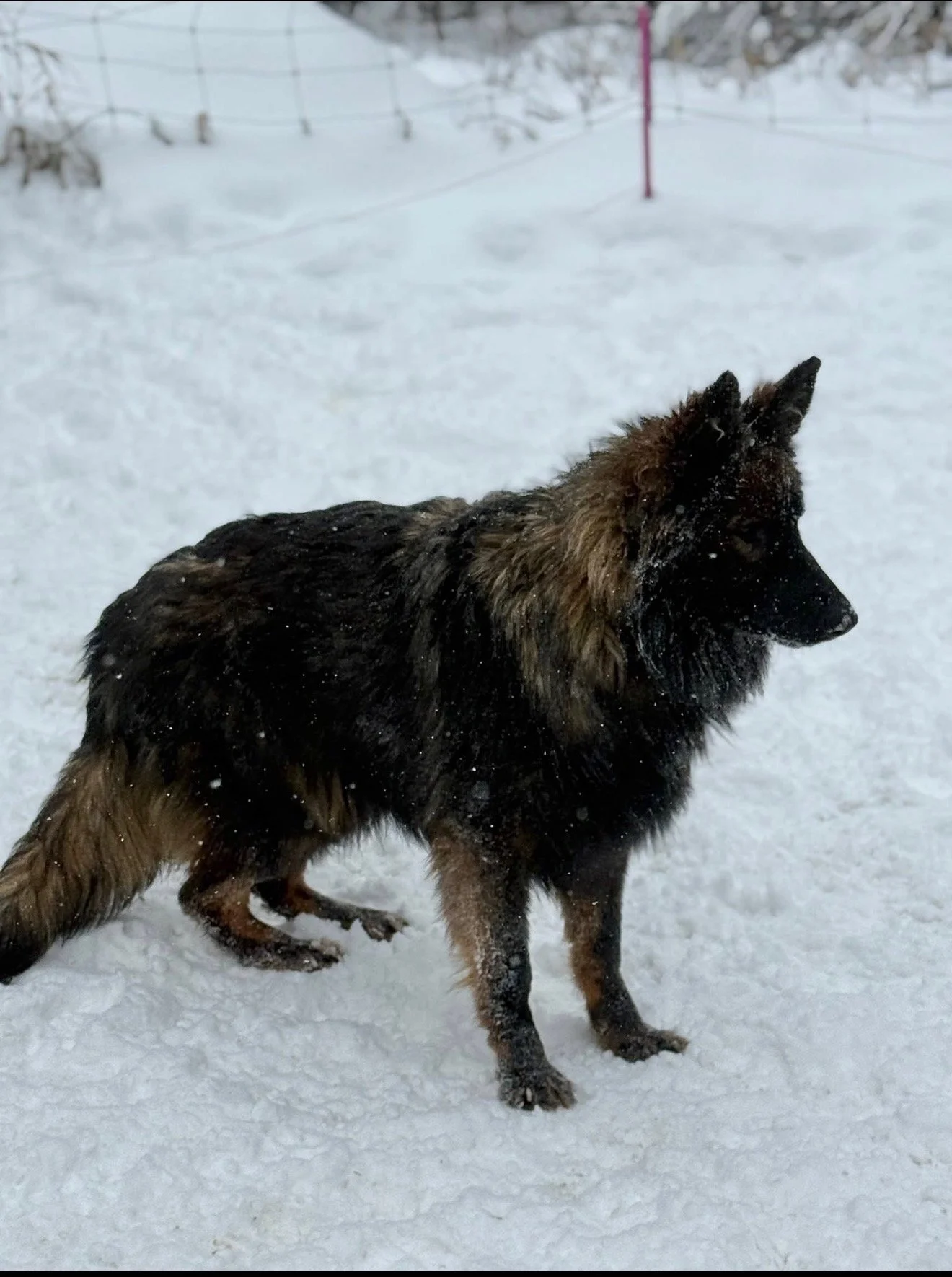 A German Shepherd dog standing on snow with a fence and snow-covered trees in the background.