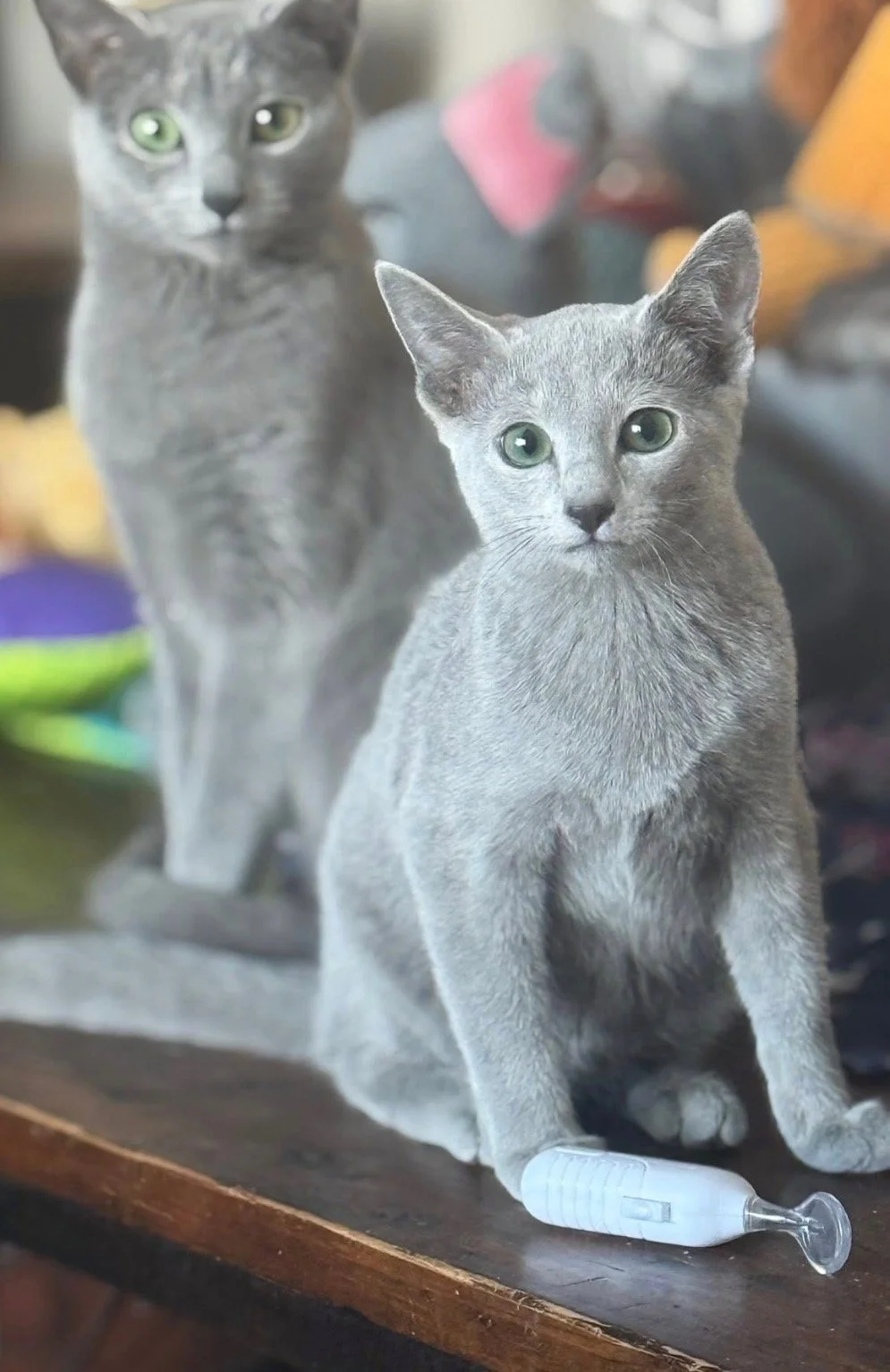 Two gray cats with green eyes, one sitting in front and the other standing behind on a wooden surface. The cat in front is near an empty syringe with a clear and white body and a closed needle, on a wooden table. The background is blurred.