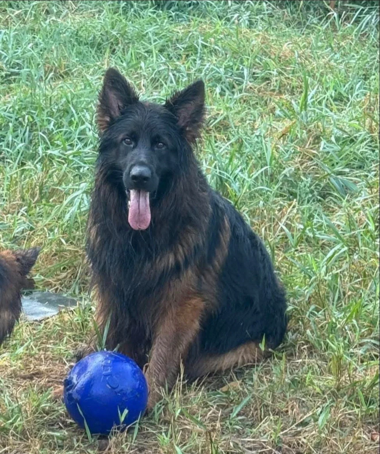 A German Shepherd dog with black and tan fur, sitting in tall green grass next to a blue ball.