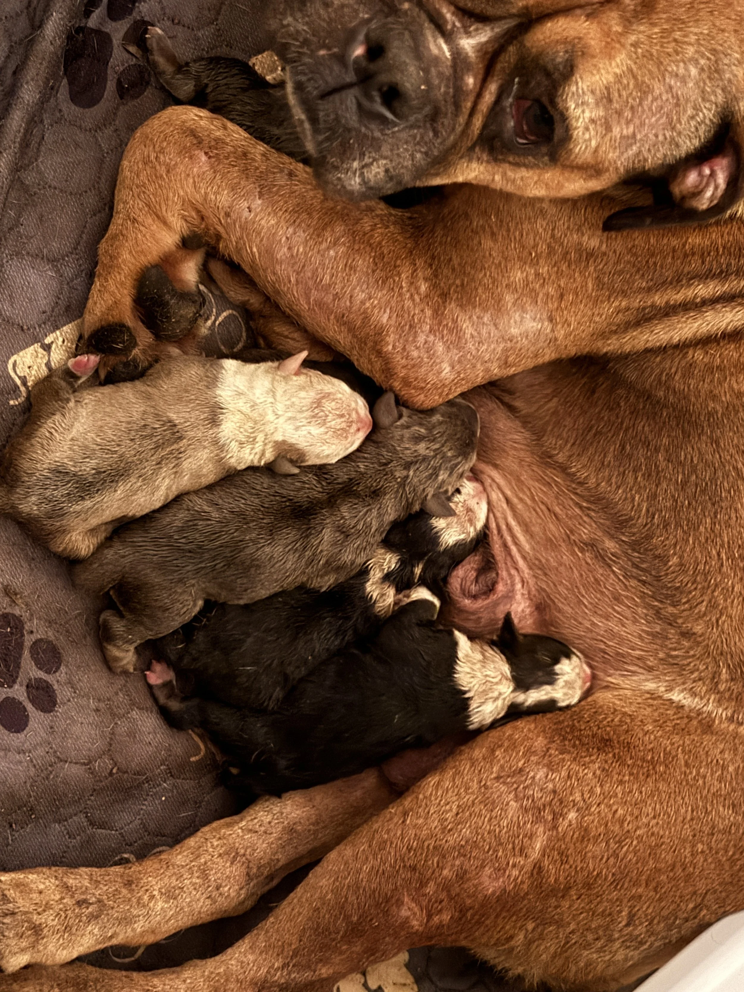Potato X Duke Litter