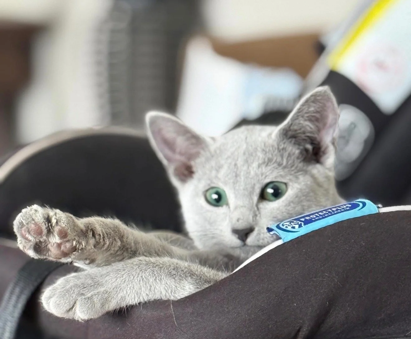 Gray cat lying on a black object, reaching its paw towards the camera, with green eyes and a label on its collar reading 'CAUTION'.