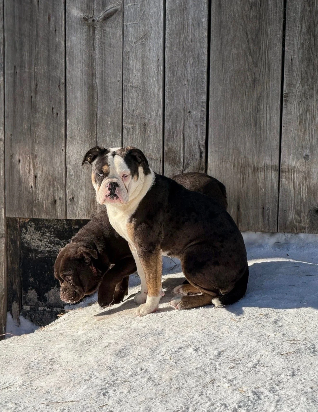 Two dogs, a bulldog and an American bulldog puppy, sitting against a rustic wooden fence with snow on the ground.