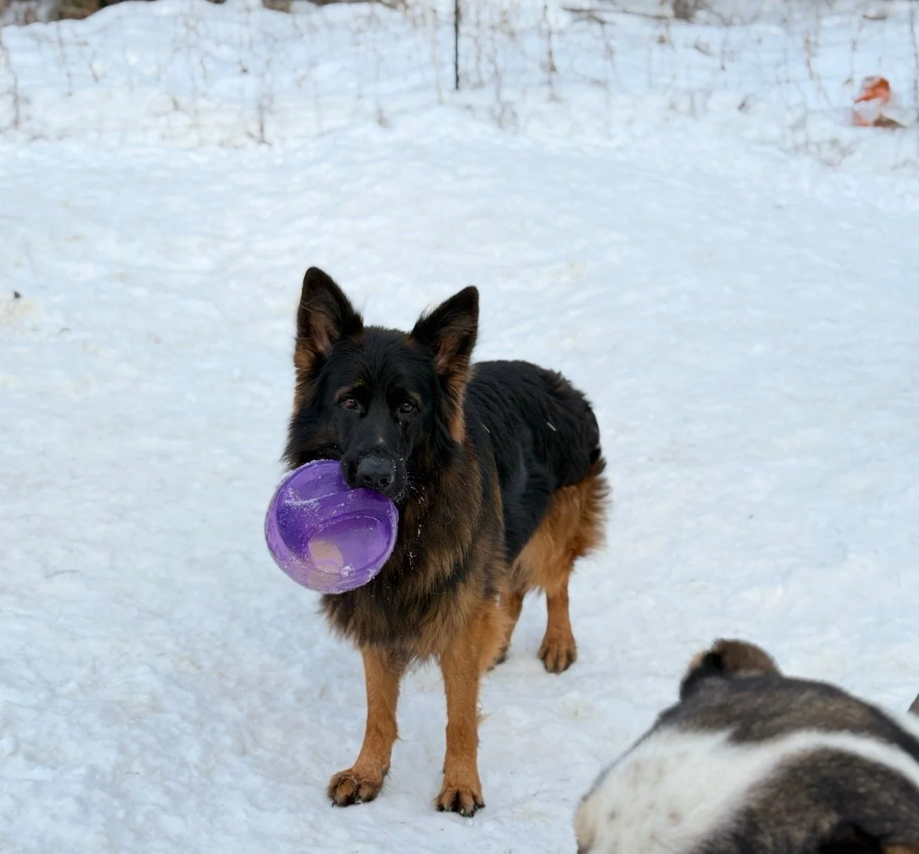 A German Shepherd holding a purple ball in its mouth in a snowy backyard with a fence in the background.