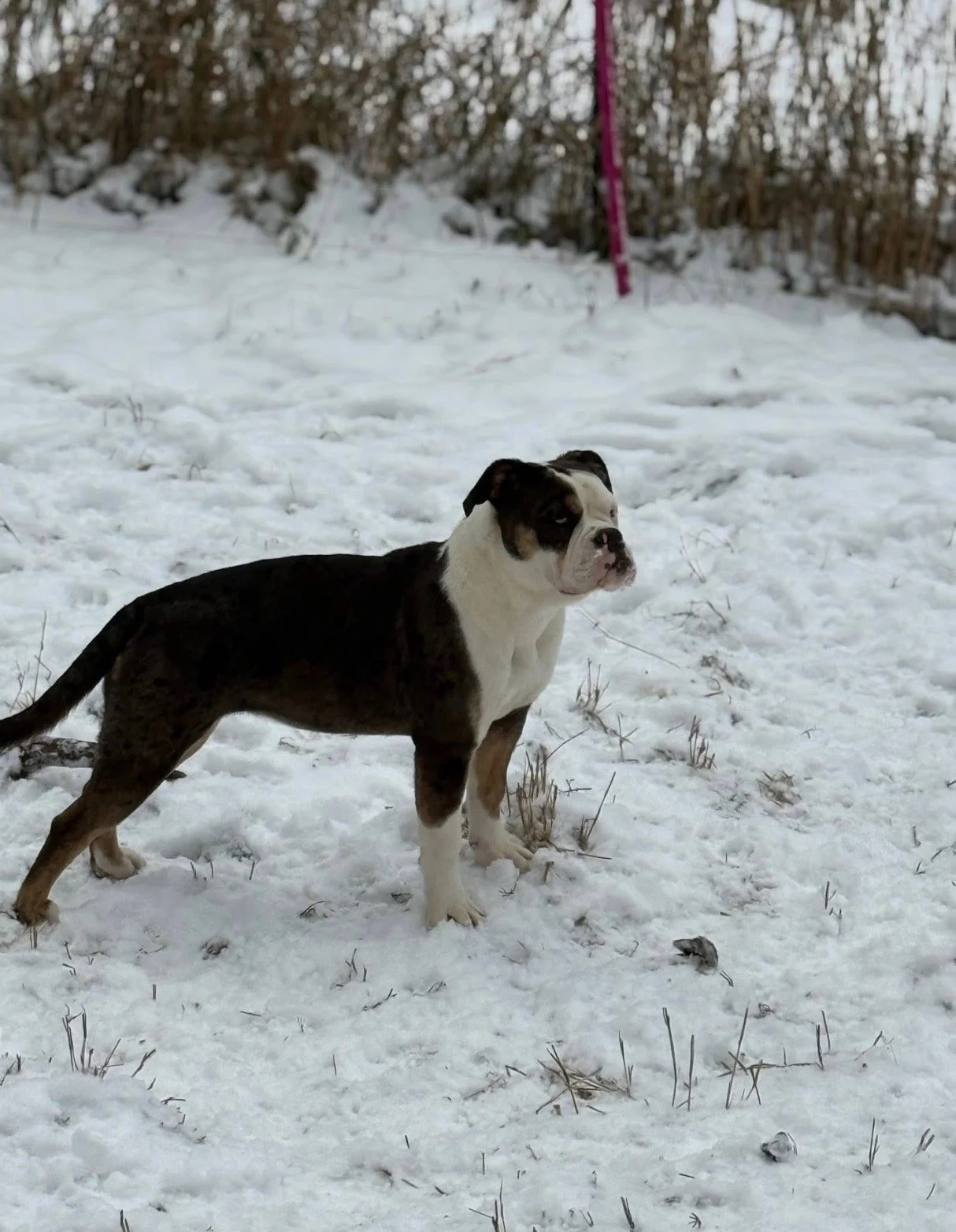 A brindle and white bulldog standing in snow with a wooded area and a pink pole in the background.