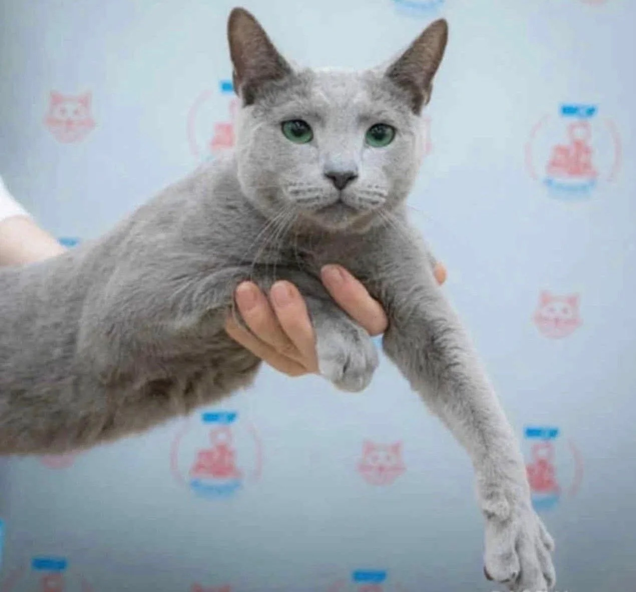 Gray cat with green eyes being held up against a backdrop with red and blue logos.