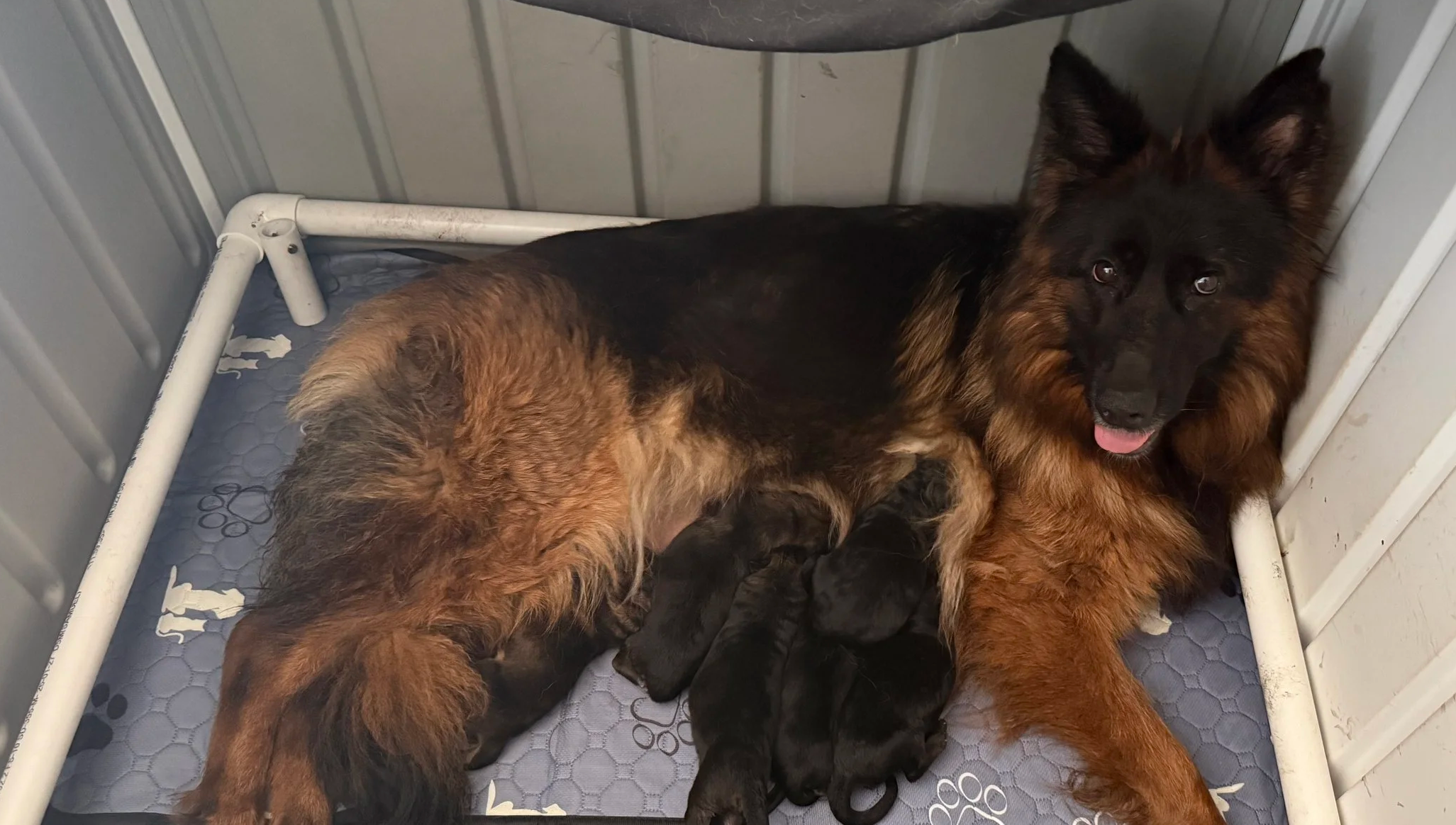 Rey's Litter