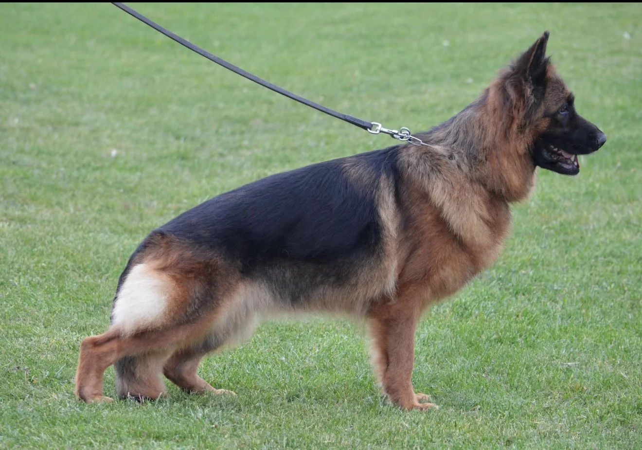 Hedonina Basteno Hof