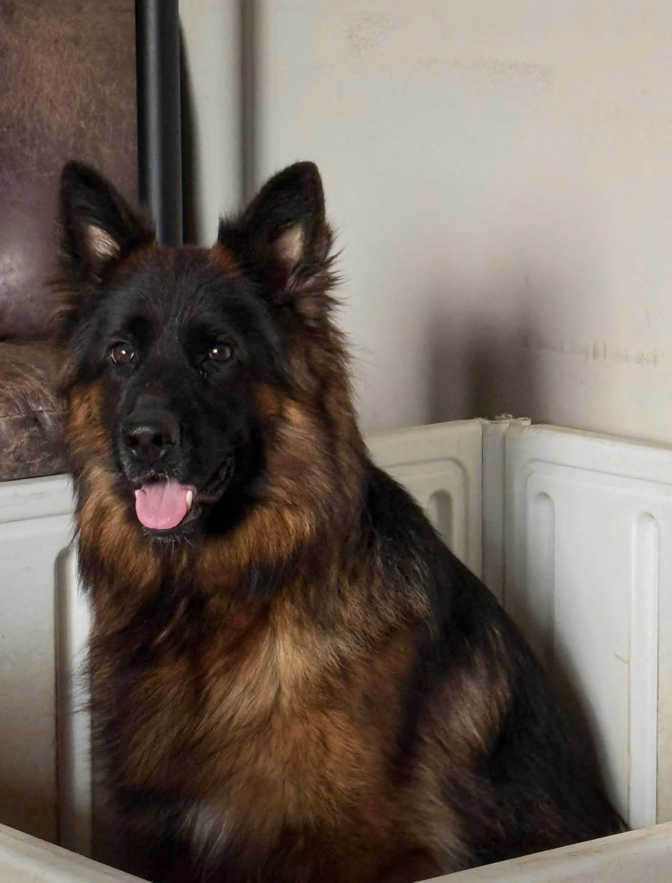 A German Shepherd dog sitting inside a plastic playpen, looking at the camera with tongue slightly out.