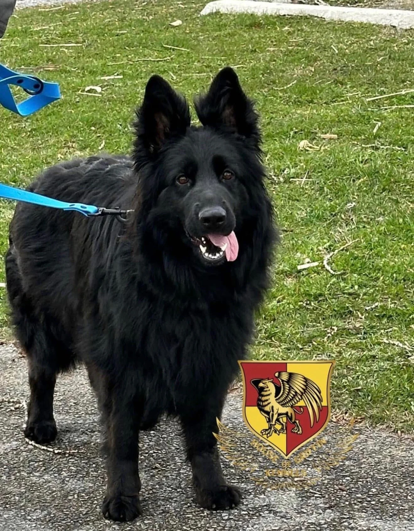 A black dog with upright ears, tongue out, standing on a gravel path with grass beside it. There is a blue leash attached to its collar, and a coat of arms with a griffin is at the bottom right of the image.