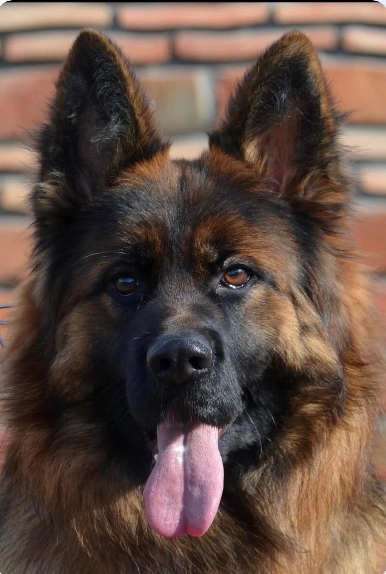 A close-up of a fluffy brown and black German Shepherd dog with its tongue out, standing outdoors in front of a brick wall.