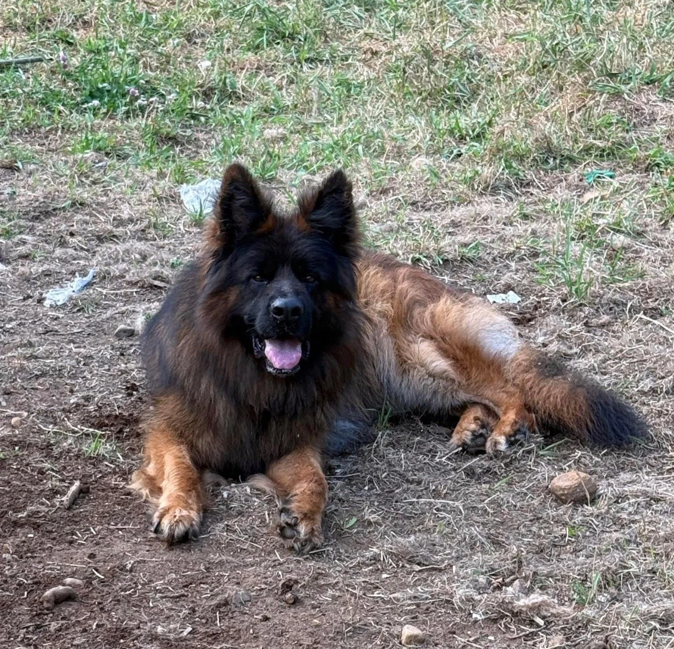 A large fluffy dog lying on the ground outdoors with a mixture of black and brown fur, a black face, and a happy expression.