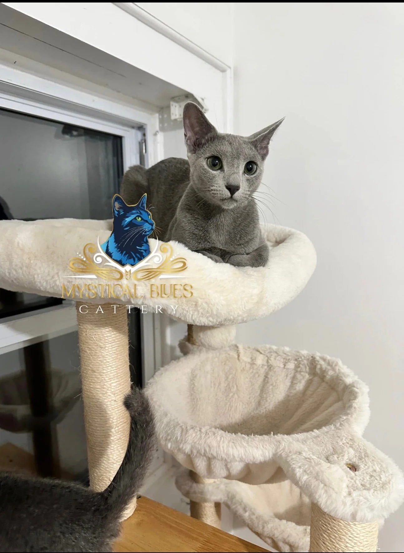 Gray cat sitting on a cream-colored cat tree near a white wall and a window.