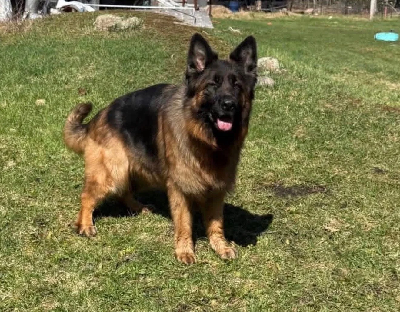A German Shepherd dog standing on grass in a backyard.
