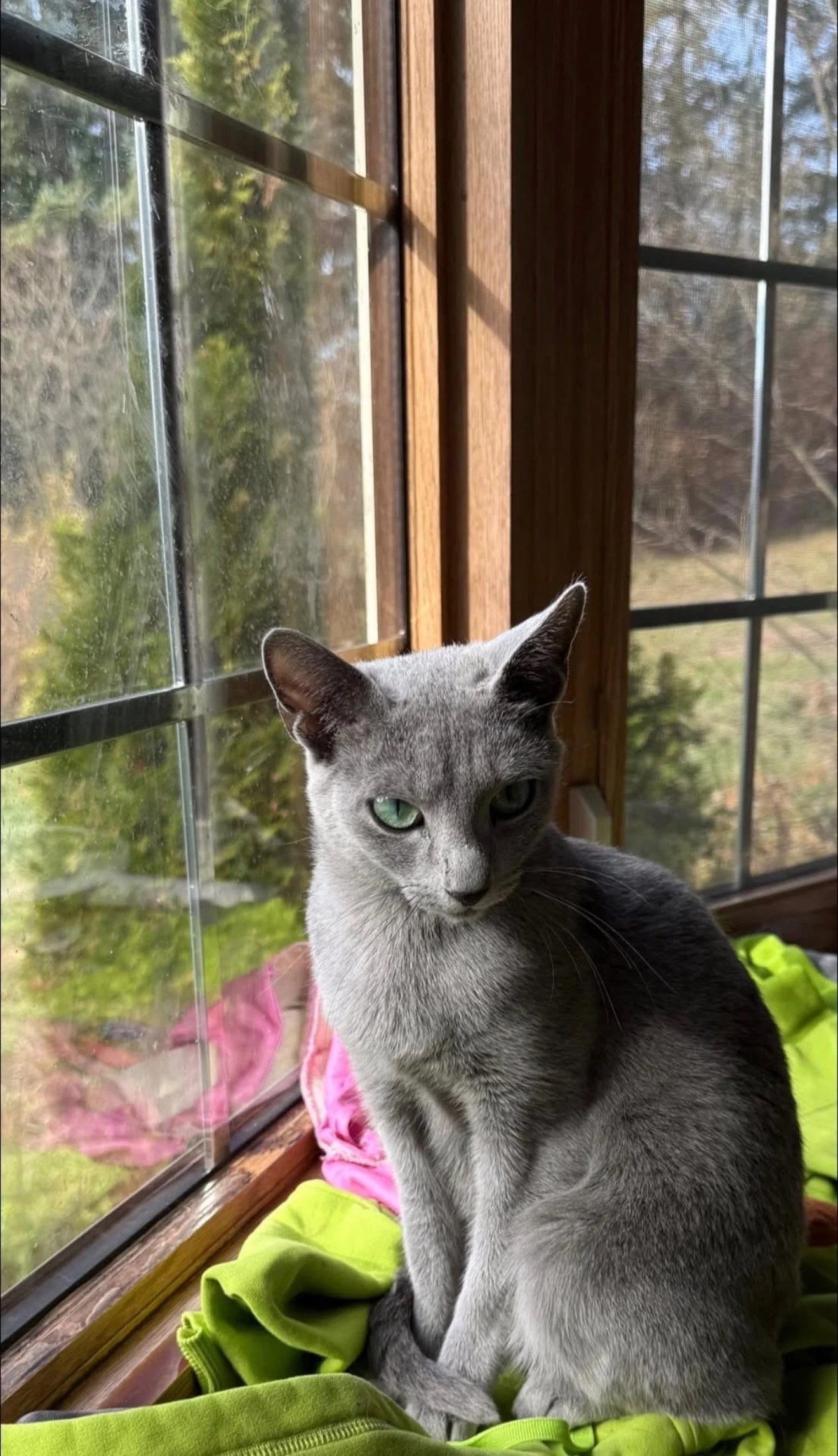 A gray cat with green eyes sitting on a pink cloth and a green jacket, near a window with wooden framing, looking towards the camera.