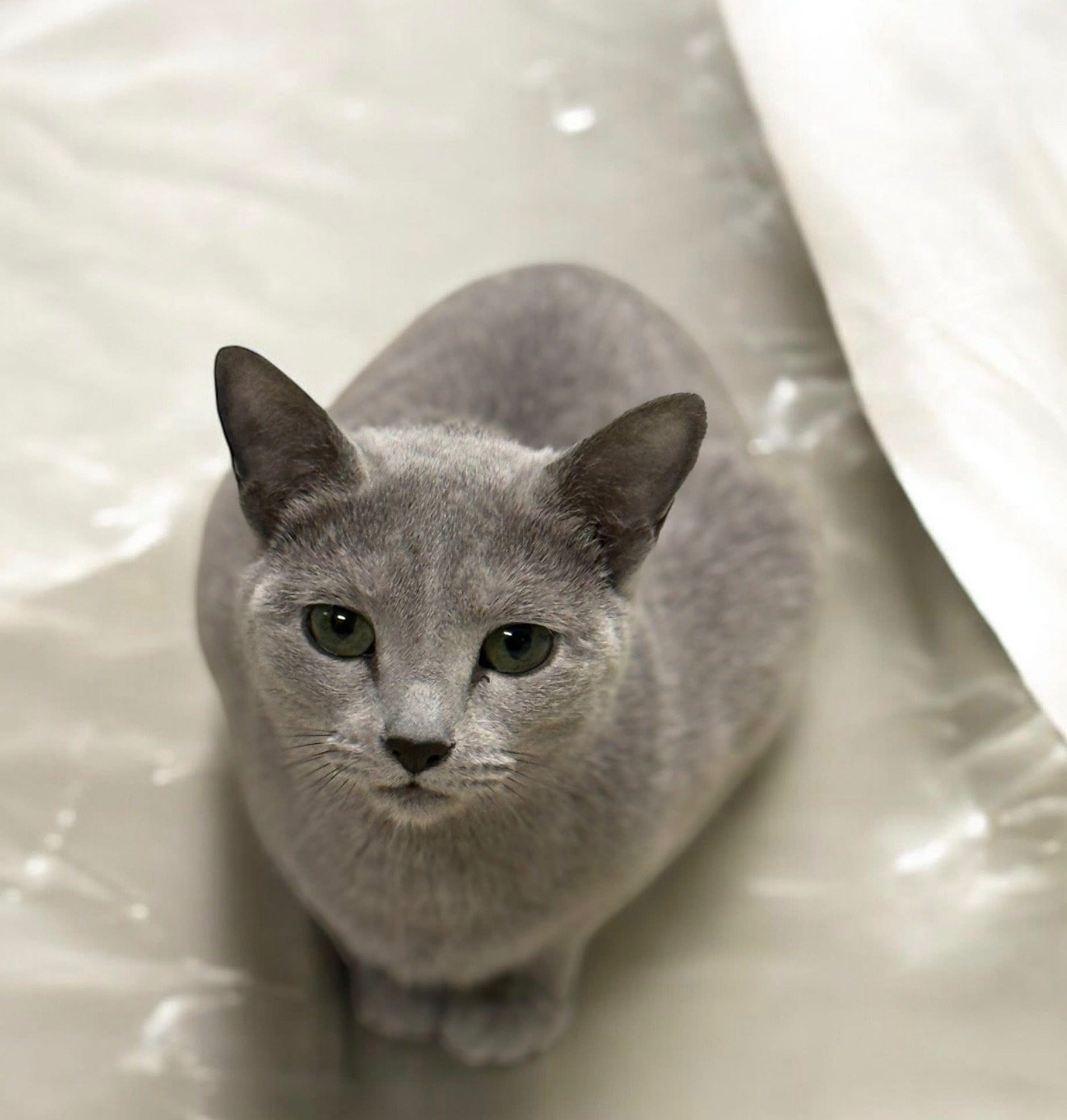 Gray cat with green eyes looking up at the camera, sitting on a light-colored surface with a white curtain in the background.