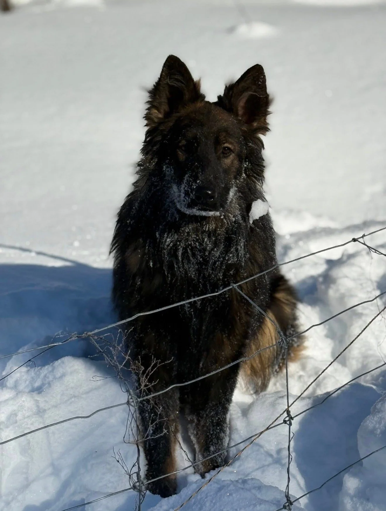 German Shepherd dog sitting in snow behind a barbed wire fence