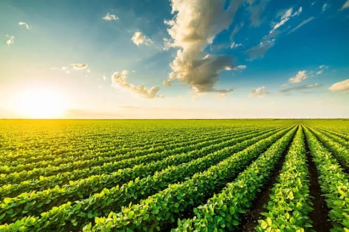 Venda de terrenos agrícolas atinge €600 milhões