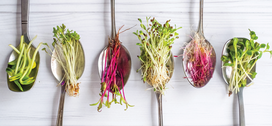 Mesa Viva Microgreens