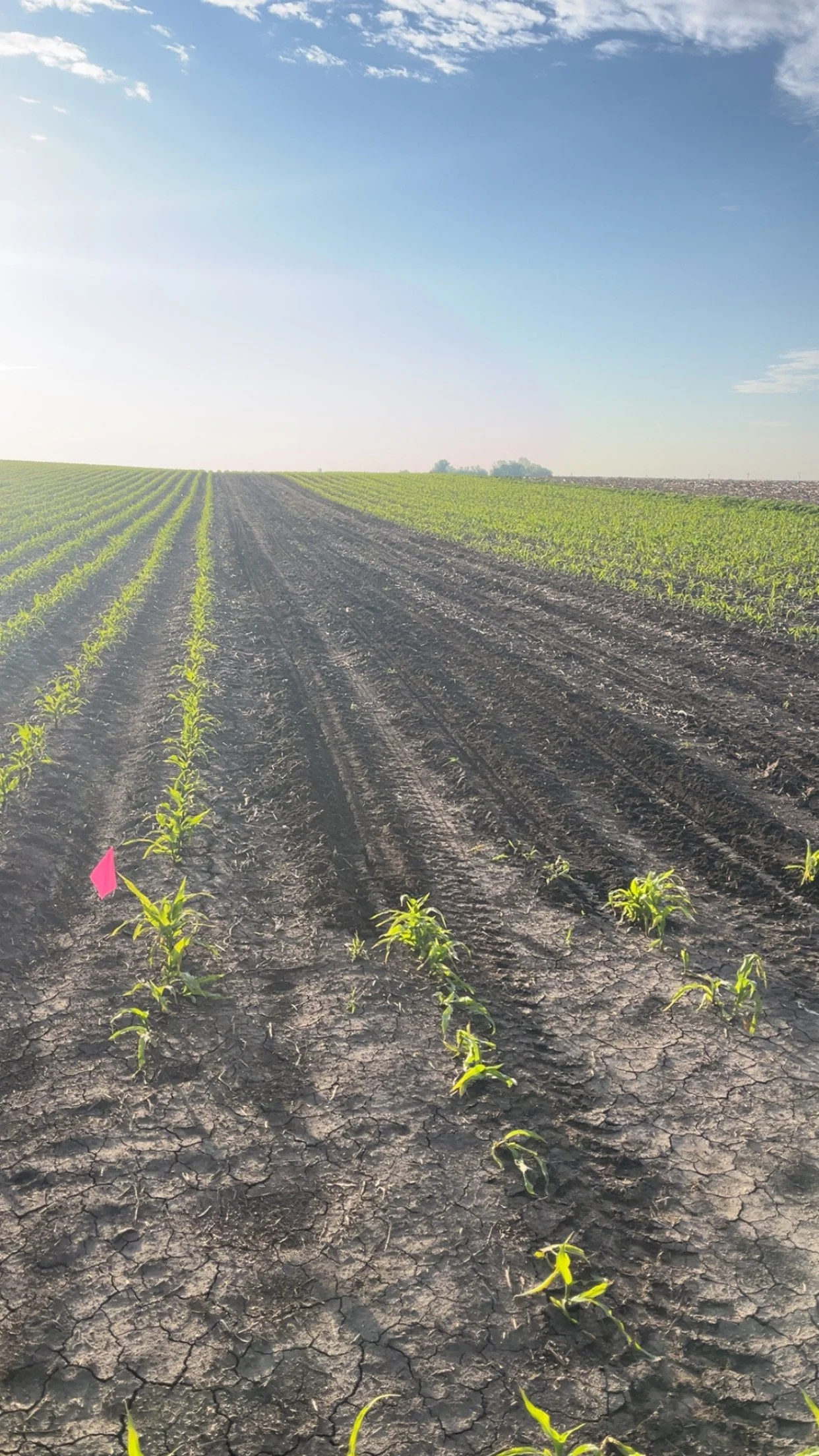 Young plants growing in parallel rows in a farm field with dark soil and a partly cloudy sky.