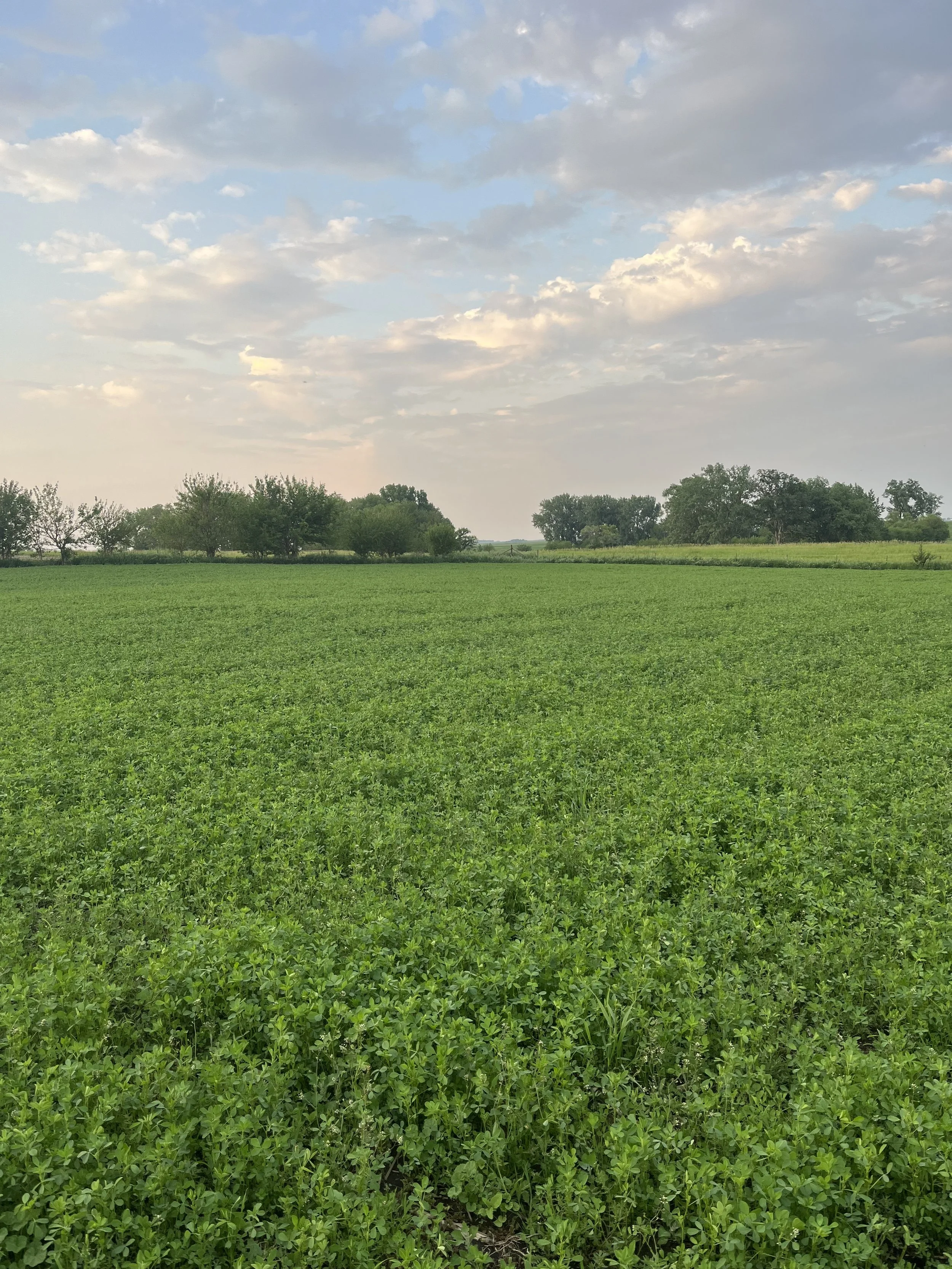 A vast green field of lush crops with trees in the distance under a partly cloudy sky with soft sunlight.