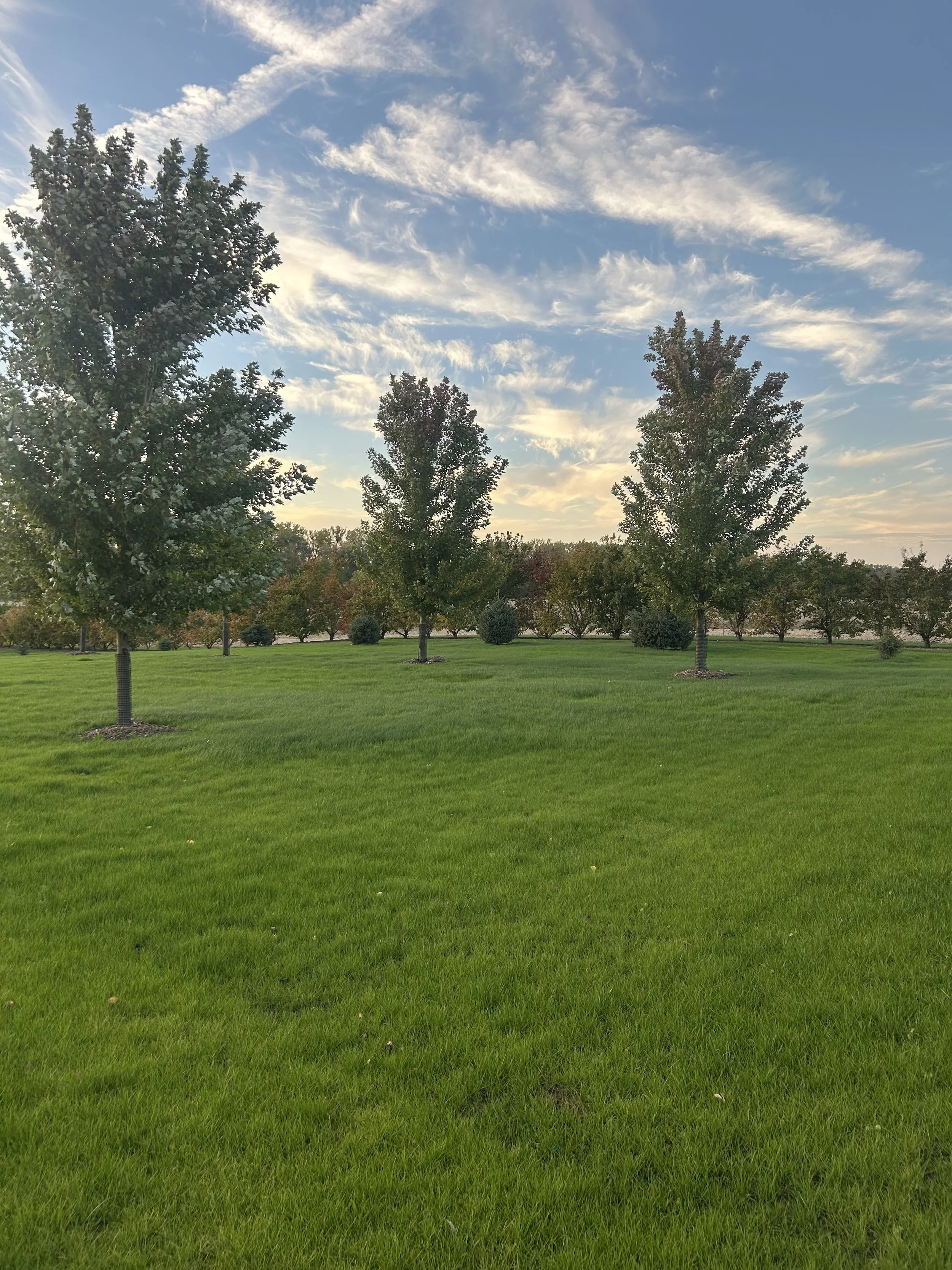 A green grassy park with evenly spaced trees under a blue sky with scattered white clouds.
