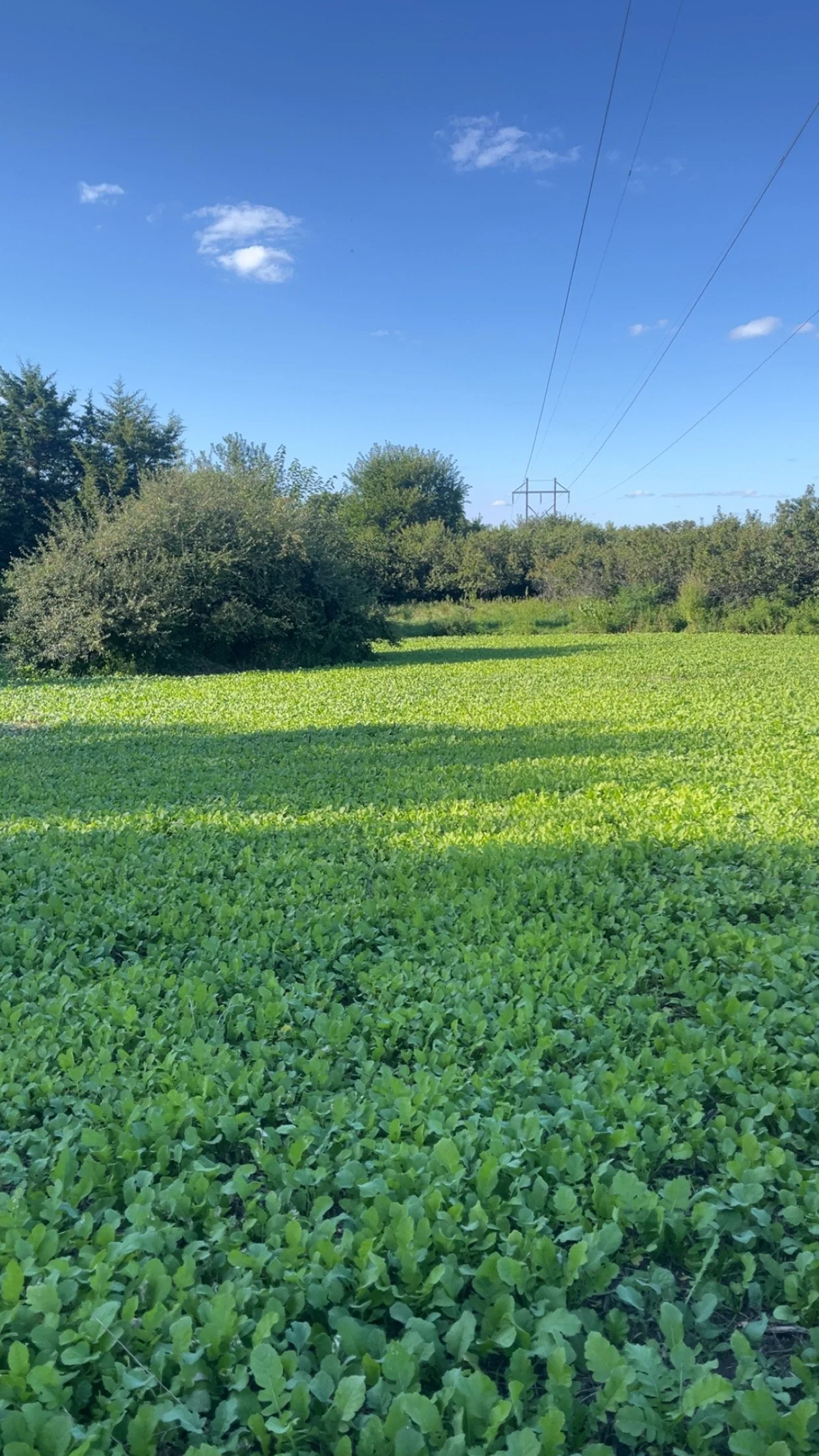 Green field with low-growing plants, trees in the background, power lines overhead, and a blue sky with a few scattered clouds.