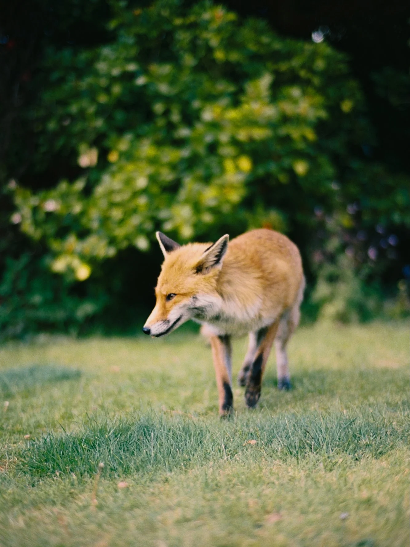 Fox on Film.

&ldquo;Katie&rdquo; (named by our son Cammy) has been coming round most evenings for the last week. 

I might just have stumbled onto a personal project for the year of capturing her on film if she keeps up these regular visits. 

Shot 