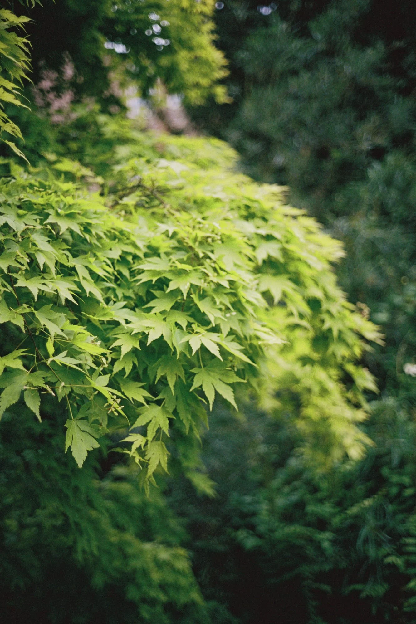 Garden foliage at a Morningside home before the wedding