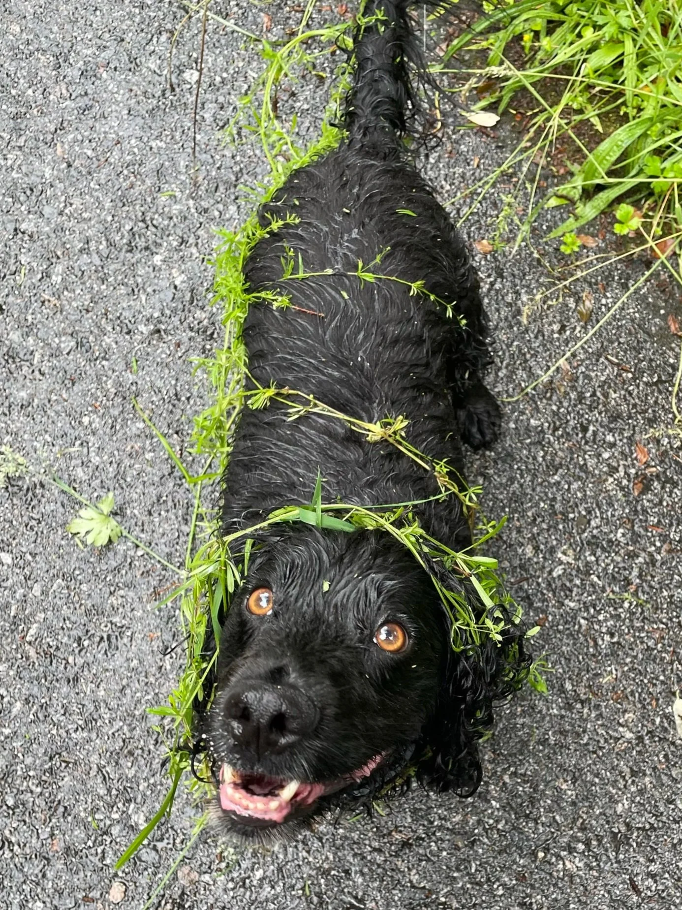 A black dog with curly fur lying on a gravel surface with wet green plants and grass around it, looking up with amber eyes and an open mouth.